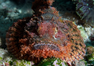 Maldives 2021 - Tasseled scorpionfish - Poisson scorpion a houpe - Scorpaenopsis oxycephala - DSC00302_rc